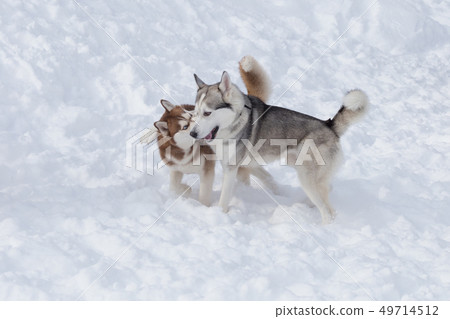 Two siberian husky are playing on a white snow. 49714512