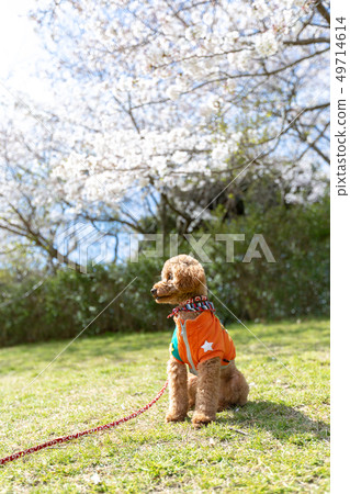 Toy poodle red 49714614