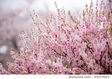 櫻桃樹社區 49714943