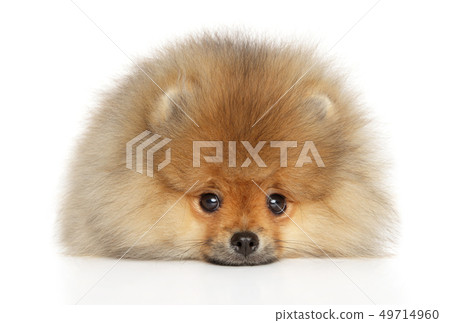 Pomeranian Spitz puppy lying down 49714960