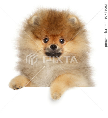 Pomeranian spitz above banner, on white background Pomeranian spitz above banner, on white background 49714968