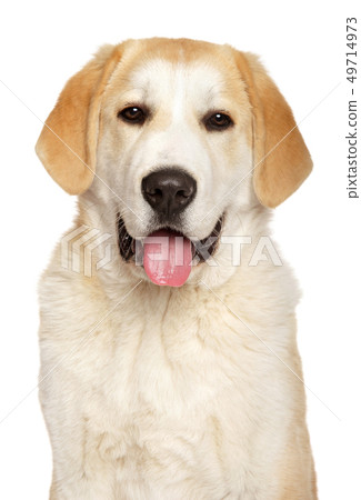 Happy Alabai dog on white background 49714973