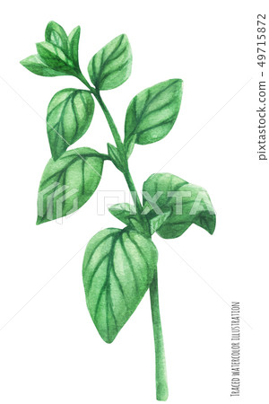 Marjoram green stem branch 49715872