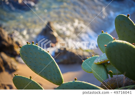 Green cactus plants in Spanish coastal 49716041