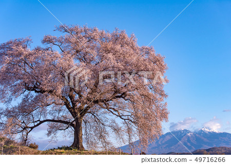 在Mizuka和Yatsugatake山的櫻花 在Mizuka和Yatsugatake山的櫻花 49716266