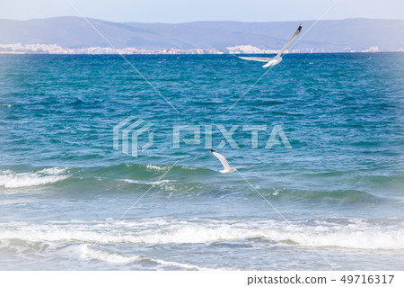 Sea Birds Flying Over Sea On Sunny Day Sea Birds Flying Over Sea On Sunny Day 49716317