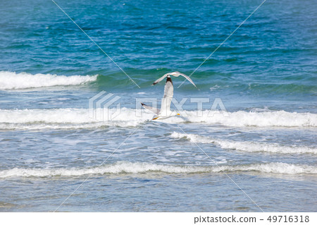 Sea Birds Flying Over Sea On Sunny Day Sea Birds Flying Over Sea On Sunny Day 49716318