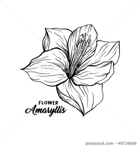 Amaryllis flower hand drawn illustration 49716686