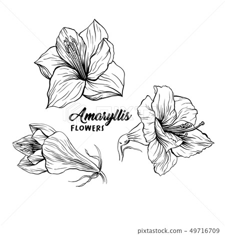 Amaryllis flower hand drawn illustration 49716709