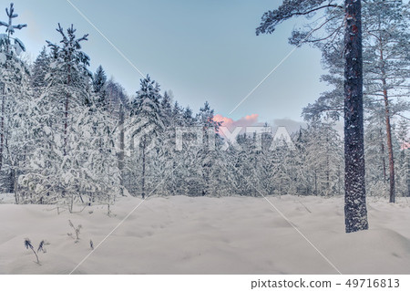 Frosty morning in raised bog. Landscape with the frozen plants. Latvia. 49716813