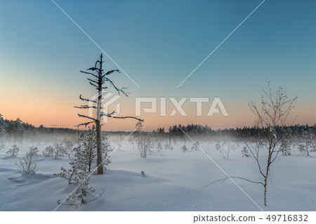 Frosty morning in raised bog. Landscape with the frozen plants. Latvia. Frosty morning in raised bog. Landscape with the frozen plants. Latvia. 49716832