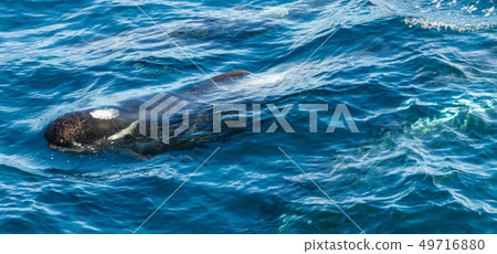 Long-Finned Pilot Whales in the Southern Atlantic Ocean 49716880