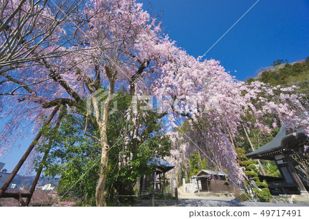 在Umejiwaji垂柳櫻花 49717491