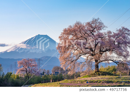 在Mizuka和富士山的櫻花 在Mizuka和富士山的櫻花 49717736