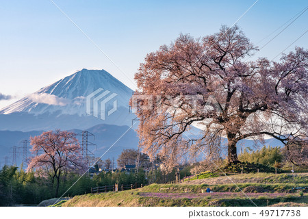 Cherry blossoms at Mizuka and Mt. Fuji Cherry blossoms at Mizuka and Mt. Fuji 49717738