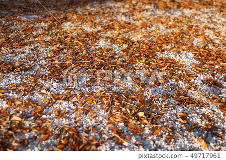 Fall Leaves Upon a Gravel Road 49717961