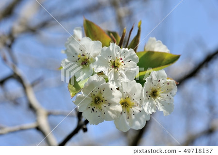 Yamanashi's flower 49718137