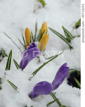 Crocus first spring flowers 49718201