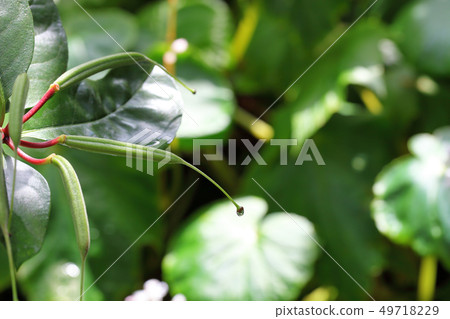 Malaysian rhododendron fruit and raindrops Malaysian rhododendron fruit and raindrops 49718229