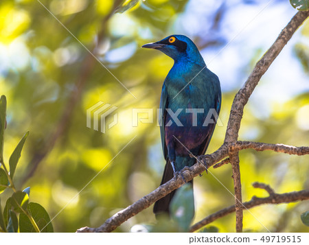 Greater blue eared Starling Greater blue eared Starling 49719515