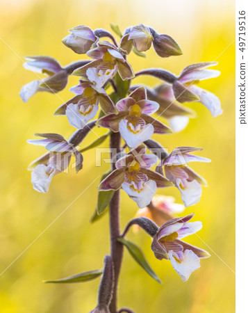 Marsh helleborine orchid flowers on bright Marsh helleborine orchid flowers on bright 49719516