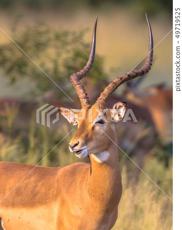 Impala male with antlers 49719525