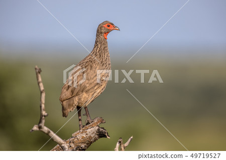 Swainsons Spurfowl on lookout 49719527
