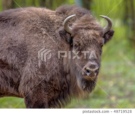 Wisent bison bull looking at camera Wisent bison bull looking at camera 49719528