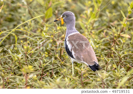 White headed lapwing 49719531