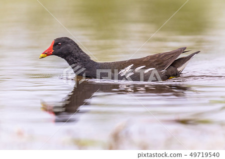 Common Moorhen swimming 49719540