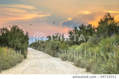 Road through nature reserve of Camarque Road through nature reserve of Camarque 49719551