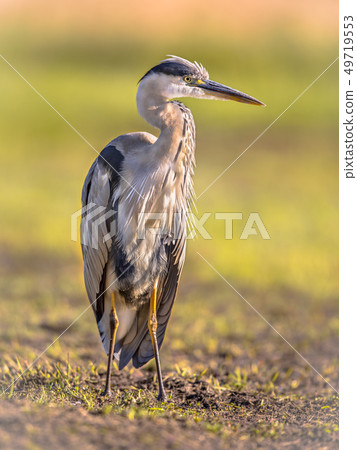 Grey heron waiting in wetland Grey heron waiting in wetland 49719553