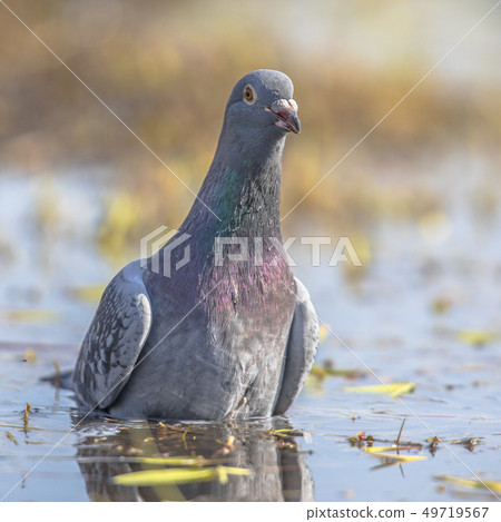 Stock dove washing in shallow water 49719567