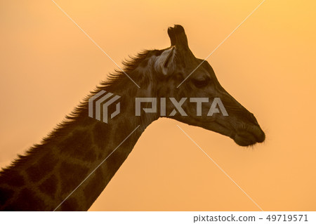 Giraffe silhouette in orange afternoon light 49719571