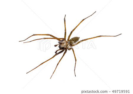 Giant house spider isolated on white background 49719591
