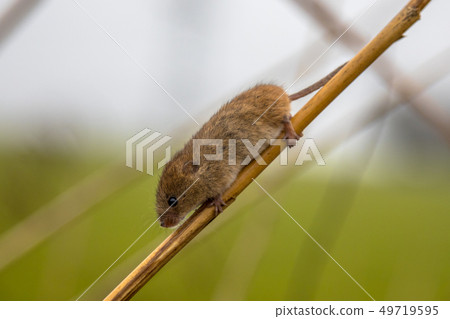 Harvesting mouse on branch of reed 49719595