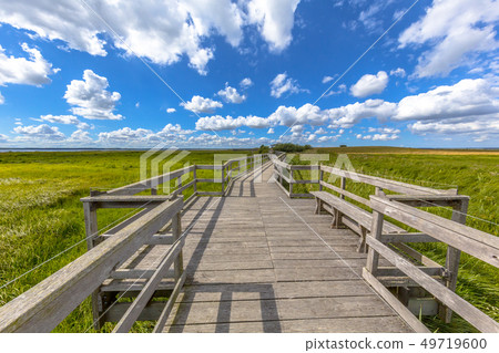 Wooden boardwalk with seats through marshland Wooden boardwalk with seats through marshland 49719600
