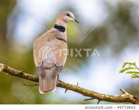 Cape turtle dove on branch Cape turtle dove on branch 49719682