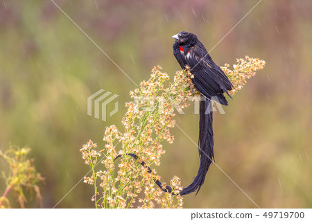 Long-tailed Widowbird in the rain 49719700