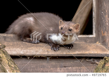 Beech marten resting in window sill 49719765