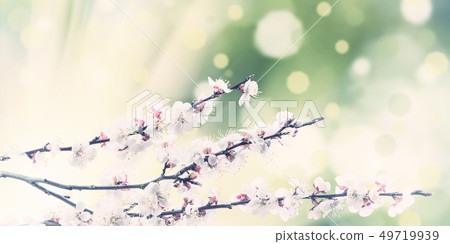 Blooming Branch with Spring Flowers Blooming Branch with Spring Flowers 49719939