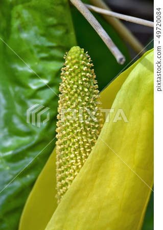 Waterhole in British Columbia, Canada Mizukabasho Skunk Cabbage Waterhole in British Columbia, Canada Mizukabasho Skunk Cabbage 49720084