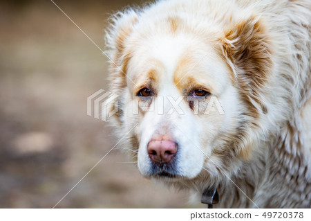 Central Asian Shepherd Dog close up cute at day 49720378