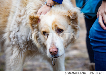 Central Asian Shepherd Dog close up cute at day Central Asian Shepherd Dog close up cute at day 49720379