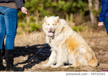 Central Asian Shepherd Dog close up cute at day Central Asian Shepherd Dog close up cute at day 49720381