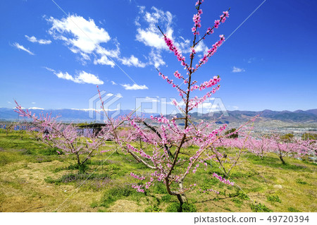 Momobata和南阿爾卑斯山的視圖 Momobata和南阿爾卑斯山的視圖 49720394