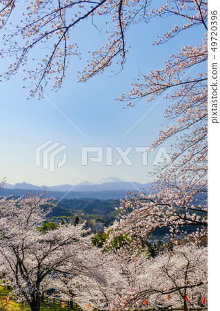 櫻花和淺間山（垂直） 49720396