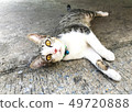 cute kitten cat lay and looking camera 49720888