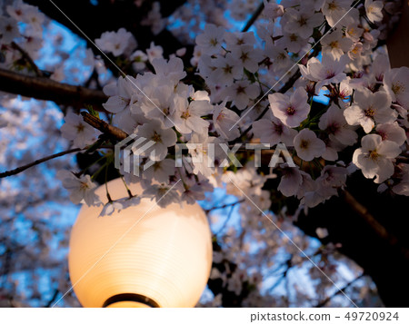 Cherry blossoms and lanterns in the evening Kawagoe landscape 100 selections Sakura row of fresh riverbanks Cherry blossoms and lanterns in the evening Kawagoe landscape 100 selections Sakura row of fresh riverbanks 49720924