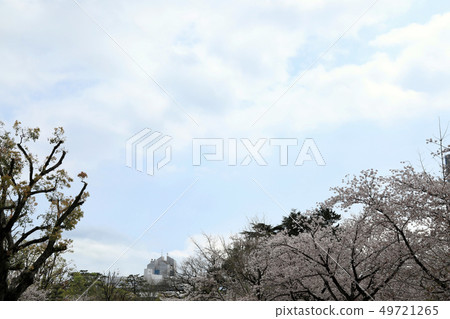 Sakura (Shizuoka Prefecture) of Happu Castle Park 49721265